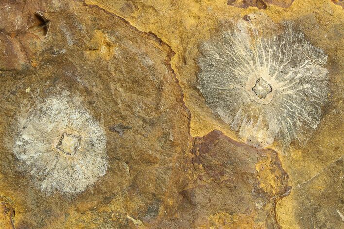 Two Fossil Winged Walnut (Cyclocarya) Fruit - North Dakota #276449